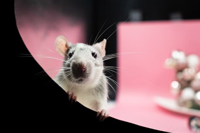 rats